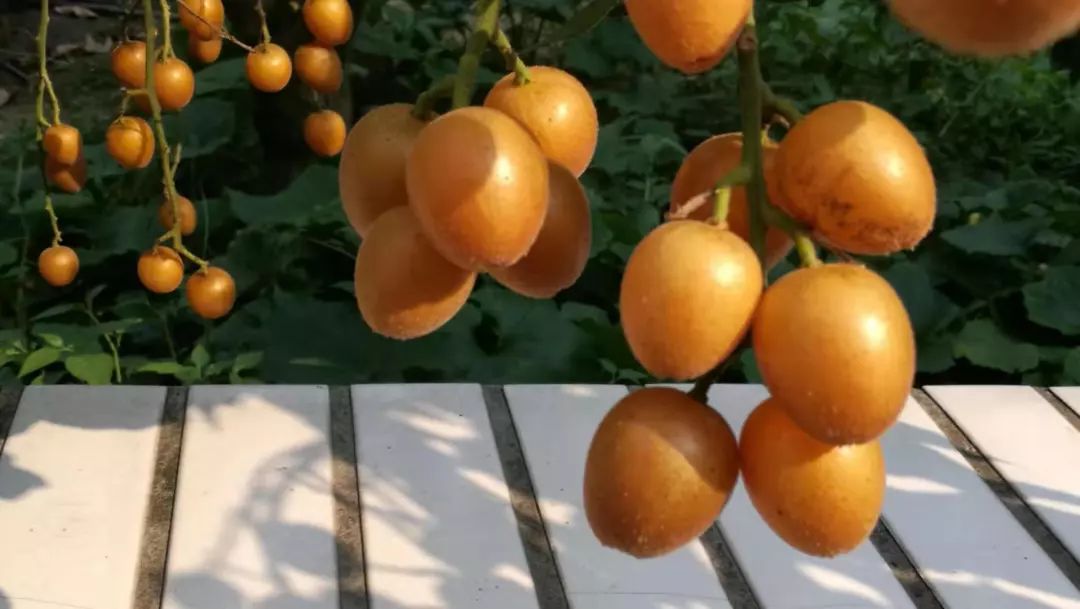 一份来自曾属于肇庆管辖的地方,珍稀名果的邀约!_黄皮