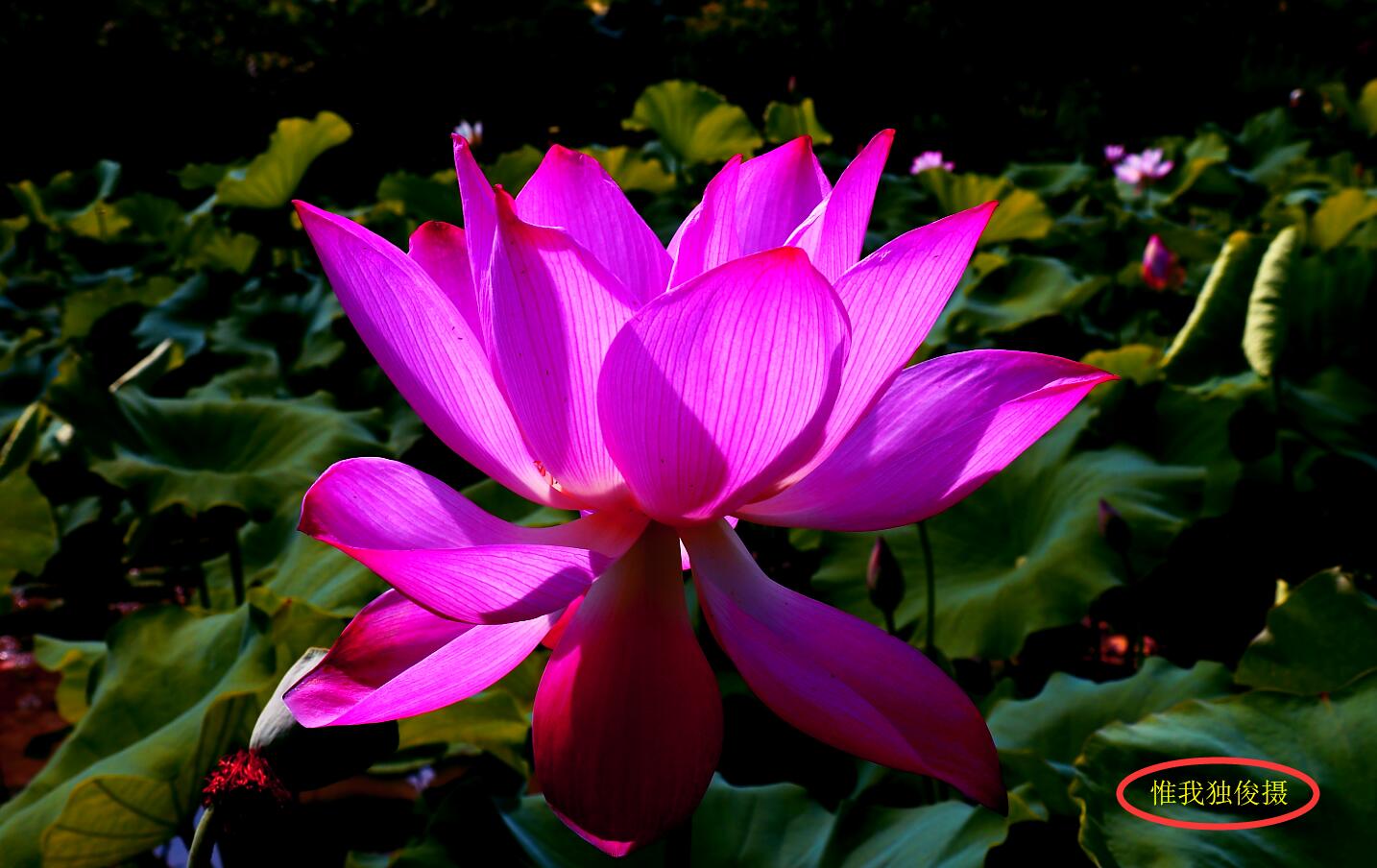 随州方言热天到里待苏湾看莲蓬花骚对劲