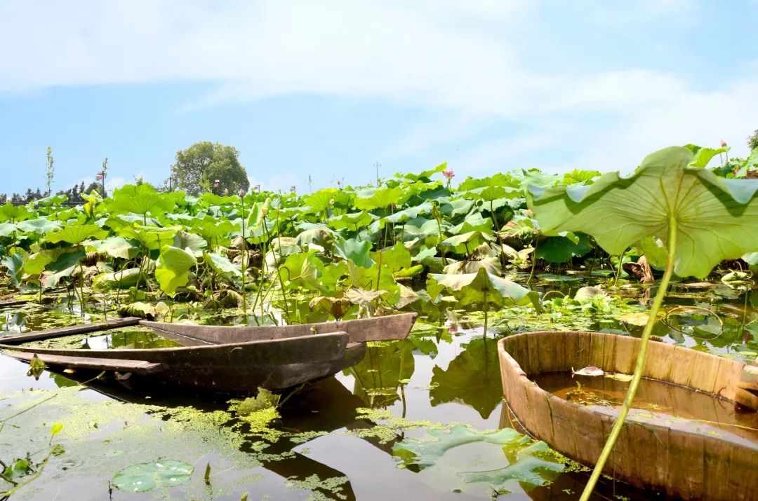 出游影视剧中美哭的风景莲花坞荷花飘香我在金华帮你找到了