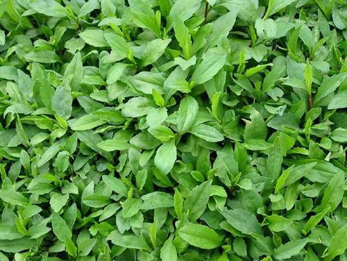 菜反枝苋狗牙草火炭母鸡矢藤积雪草空心莲子草赖草藜鲤肠龙葵芦苇马齿