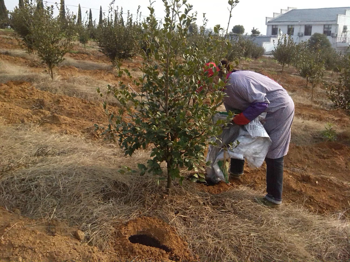 高产油茶什么时候施肥好?掌握好3个施肥时期,施肥用量及方法