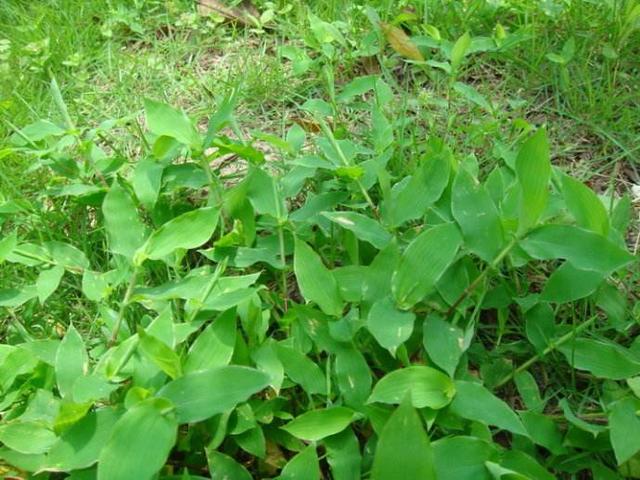 农田杂草图谱一次认全可以对症下药了