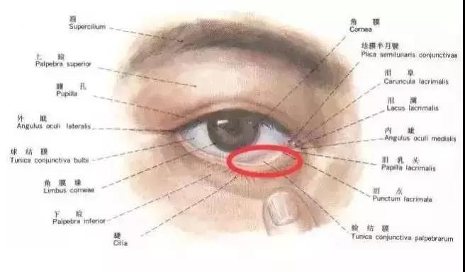 眼睛睫毛囊的位置图片图片
