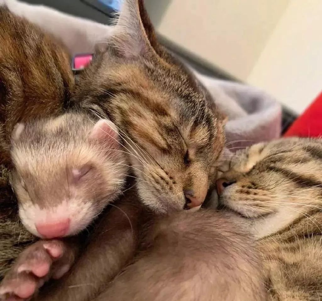 喵星人和貂星人一起睡觉,表面很平静,其实心里可慌了!