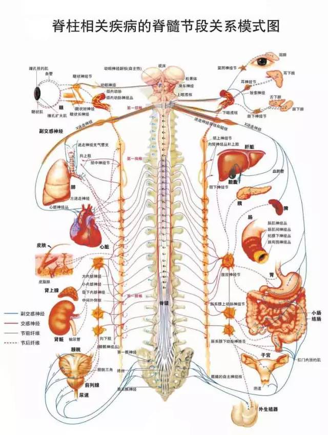 周围神经系统包括12对脑神经及31对脊神经,他们的连接规律是:脊髓从