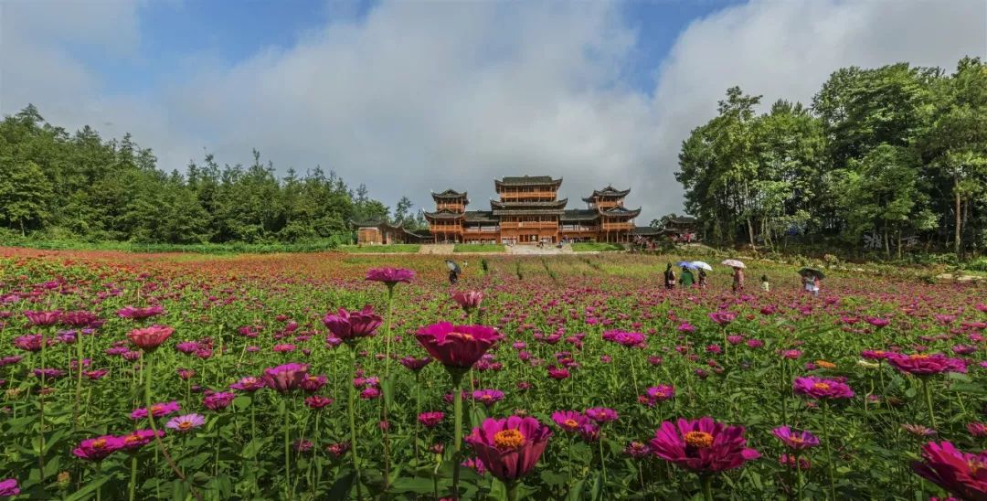 花垣这个花海盛开了必将成为网红之地