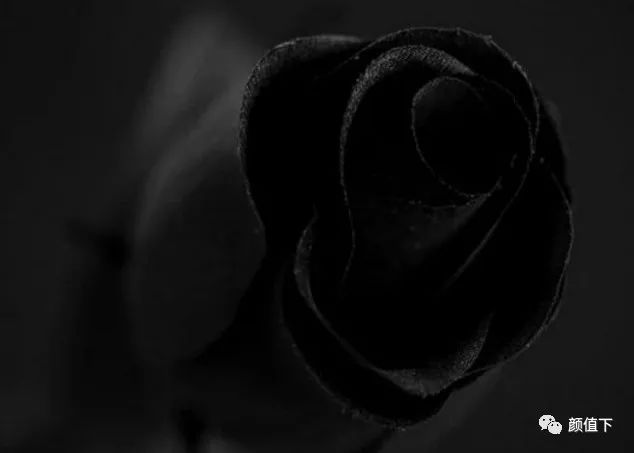 测试:哪朵才是真正的黑玫瑰?测默默爱着你的那个人会是谁