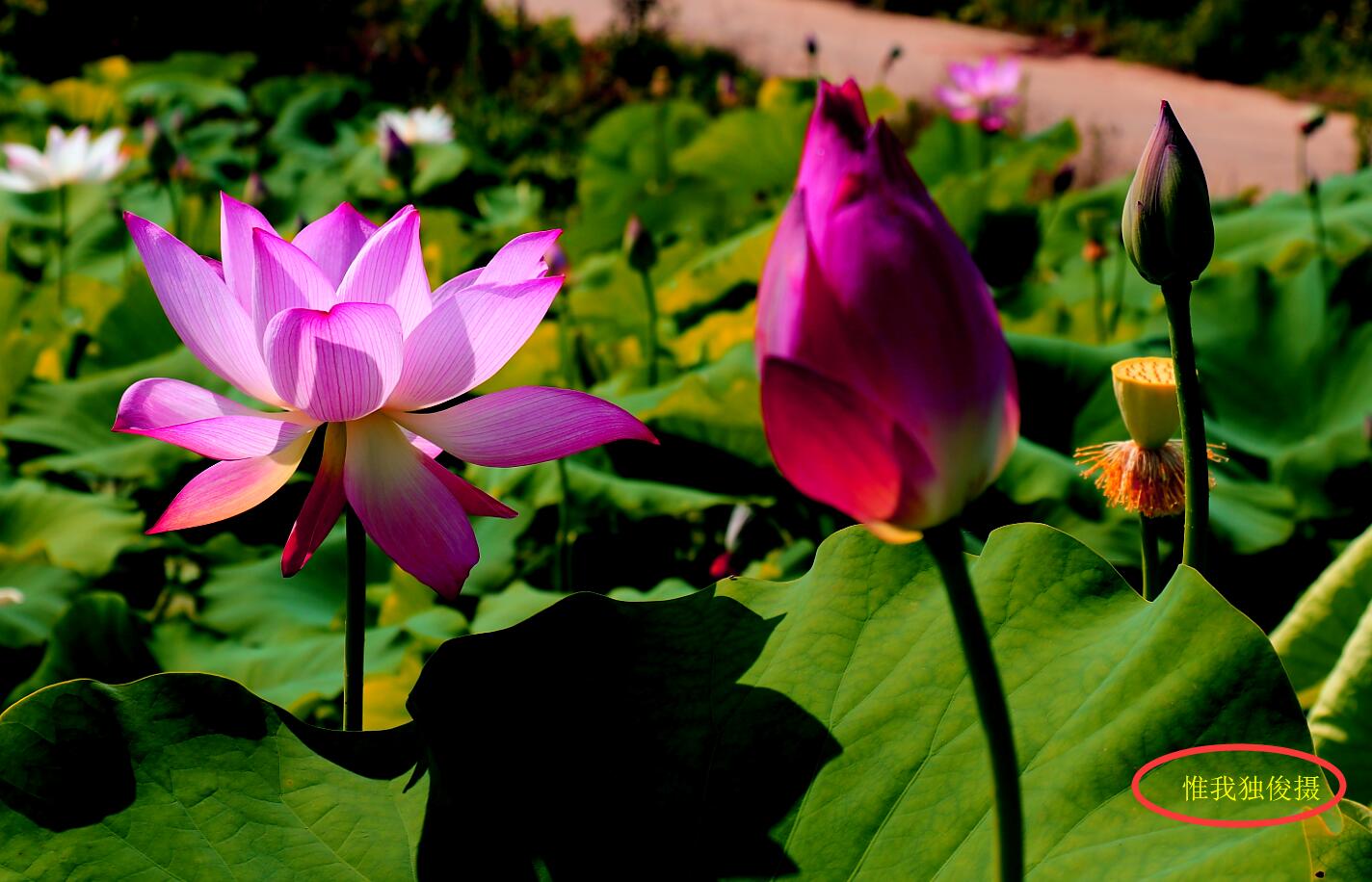 随州方言热天到里待苏湾看莲蓬花骚对劲