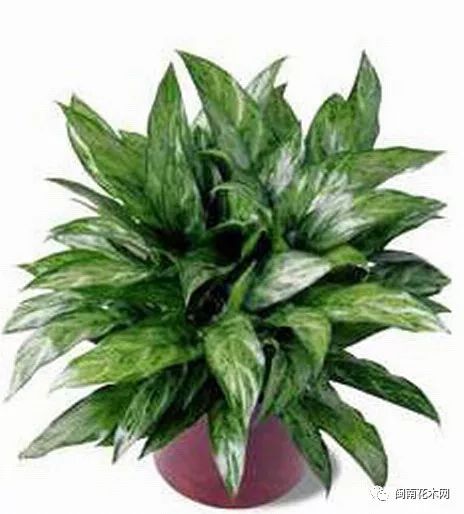 赞多位绿色天使让您的家庭充满春的气息