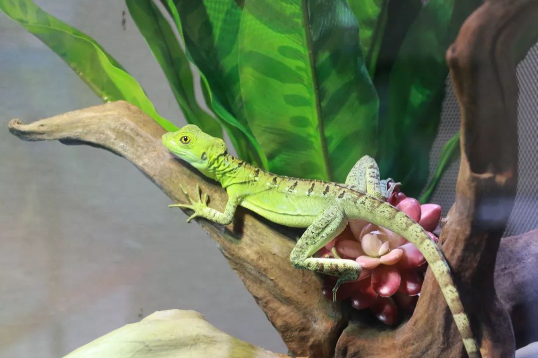 豹纹守宫中国水龙01各路萌宠齐聚本次展览以展示探究活体爬宠的生活