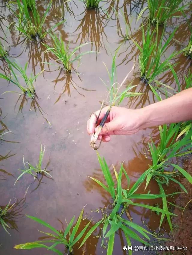 3, 除草剂药害造成坐蔸:除草剂药害也是造成水稻黄叶叶多,生长不良的