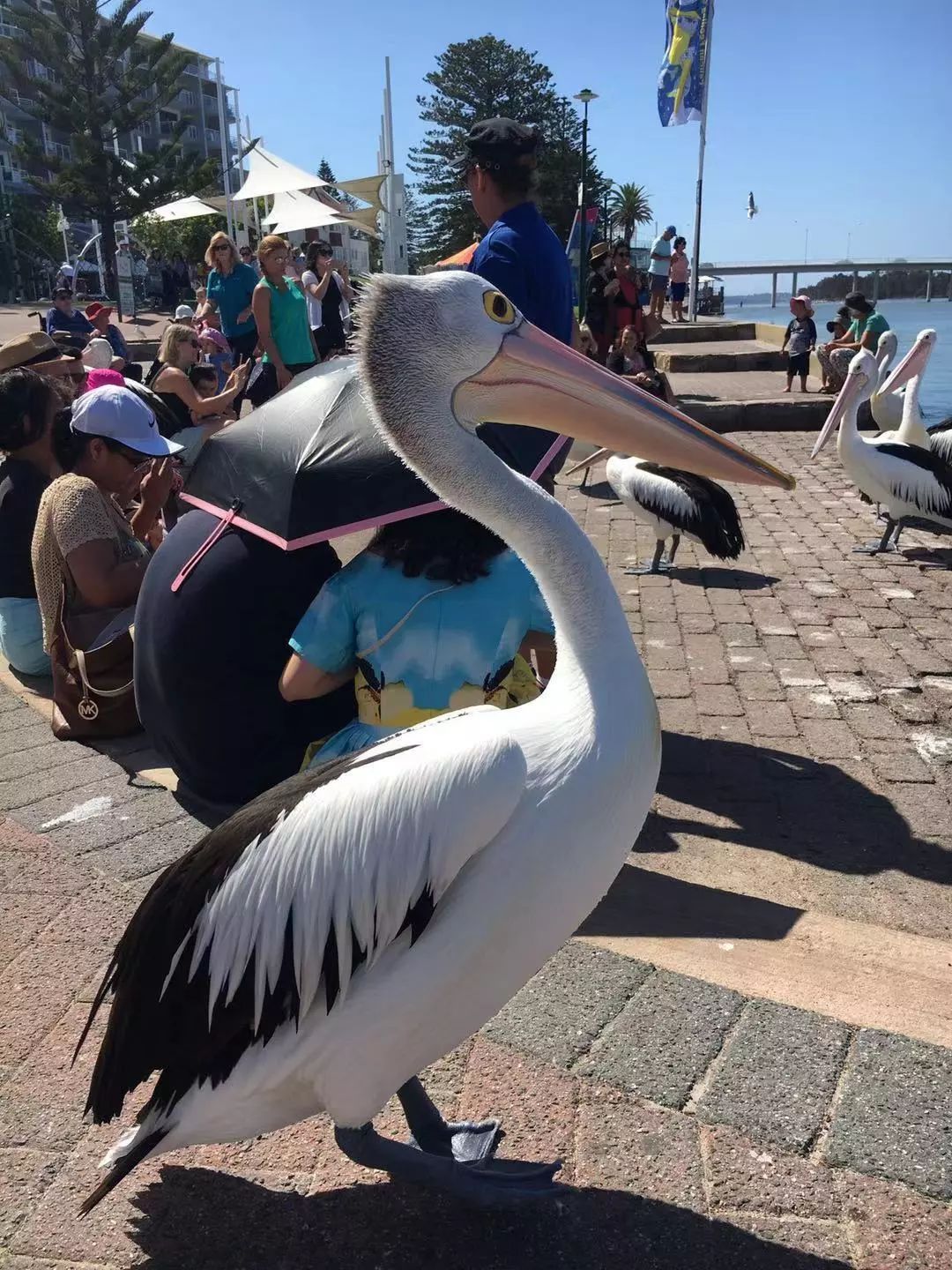 入澳两周年纪念前奏