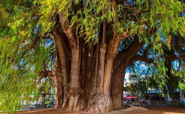 世界上最受欢迎的10棵树
