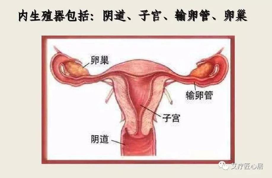 女性本身的器官构造有关,女性的内生殖器包括阴道,子宫,输卵管和卵巢