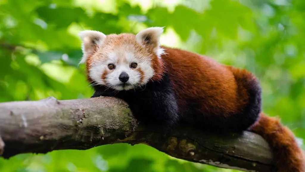 义乌森林动物园开园啦免费开放仅限三天