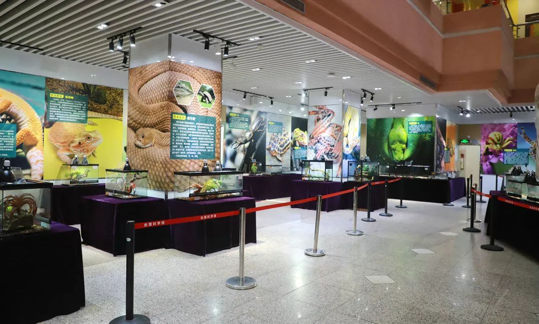 展览预告遇见神奇动物城市爬宠主题科普展览将于7月18日在我馆开展