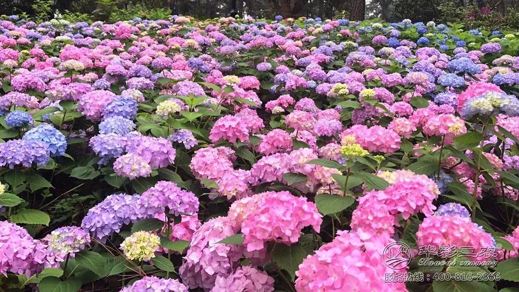 华彩三农分享 夏季时令花卉 给你一片烂漫花海 紫藤