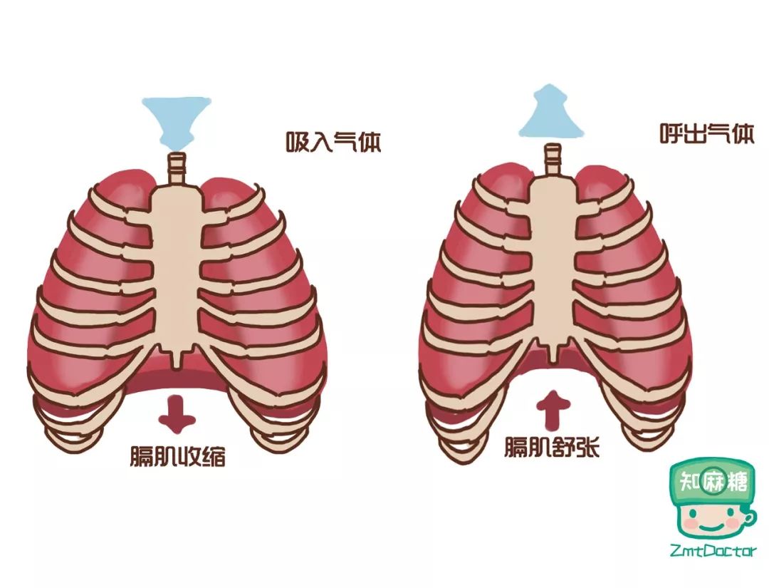 胸廓角度180和60度角度图片