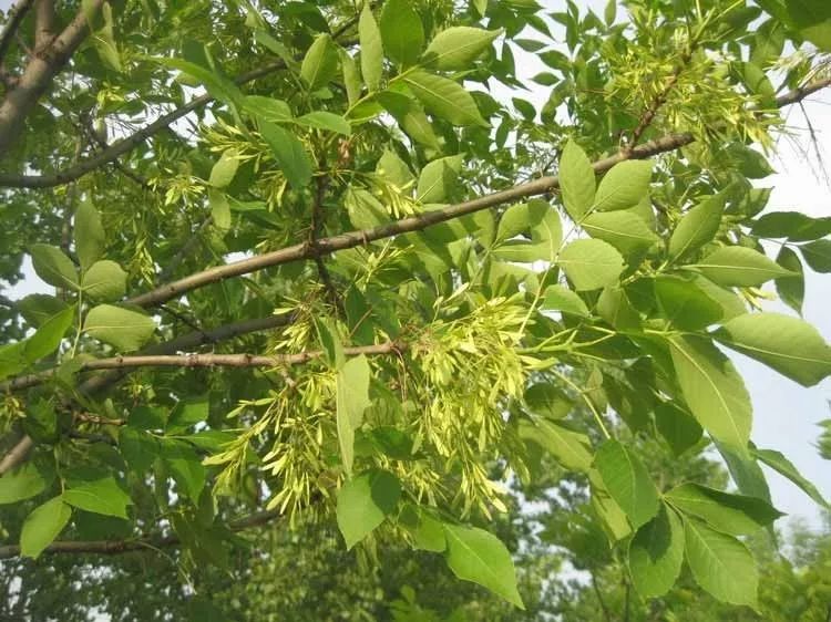 耐旱颜值又高这几种树才是生态修复工程中的霸王