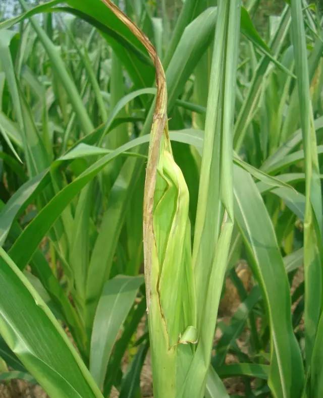 暴雨暴晴的天气,谨防玉米顶腐病!