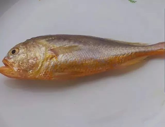 温州人称黄甘,属硬骨鱼纲鲈形目石首鱼科,是近海暖温性稀有底层鱼类