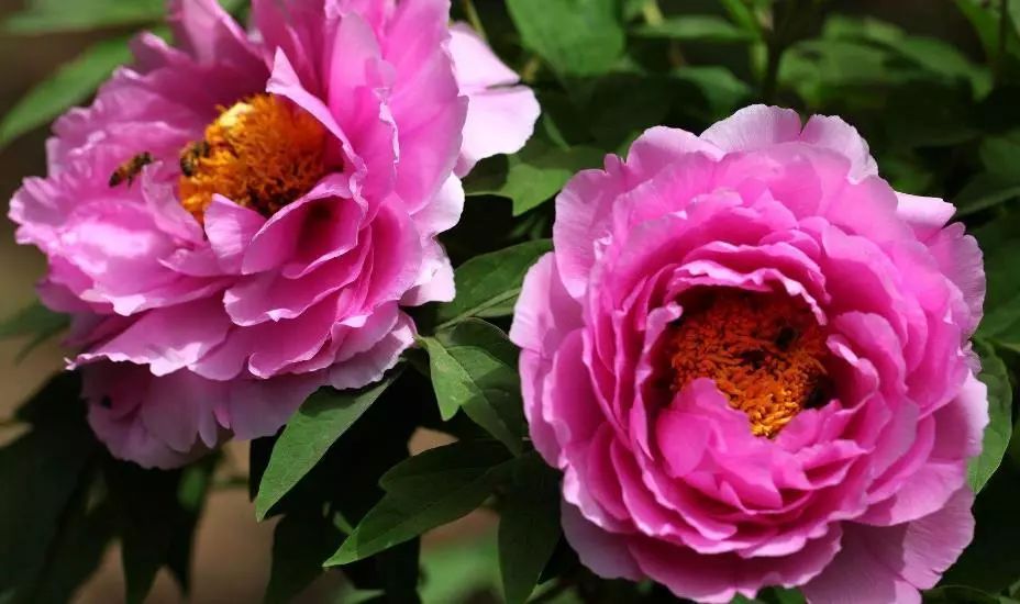 中国花卉协会推荐牡丹为国花已经进入流程