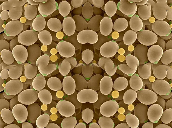 啤酒酵母显微镜图片图片