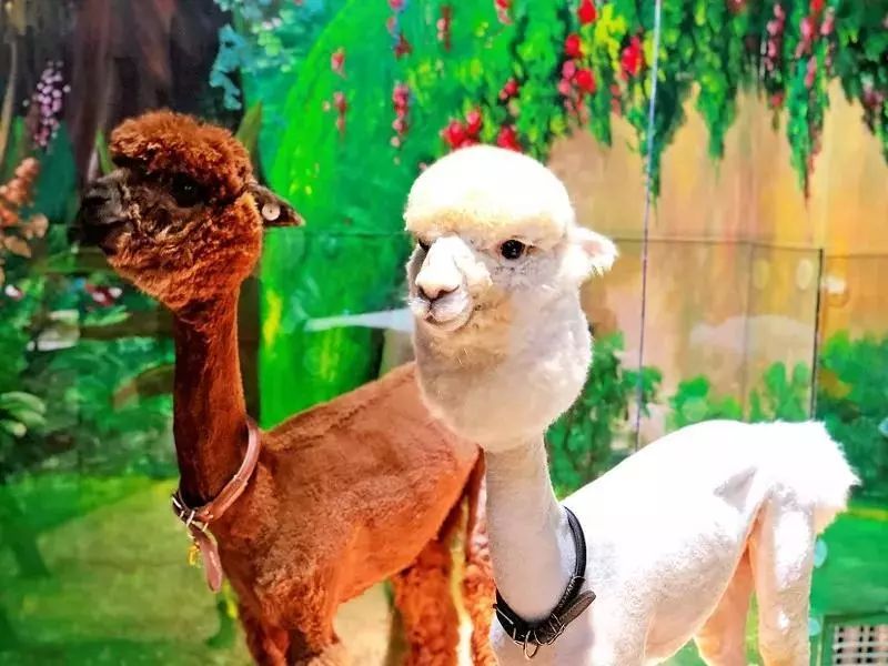 义乌森林动物园开园啦免费开放仅限三天