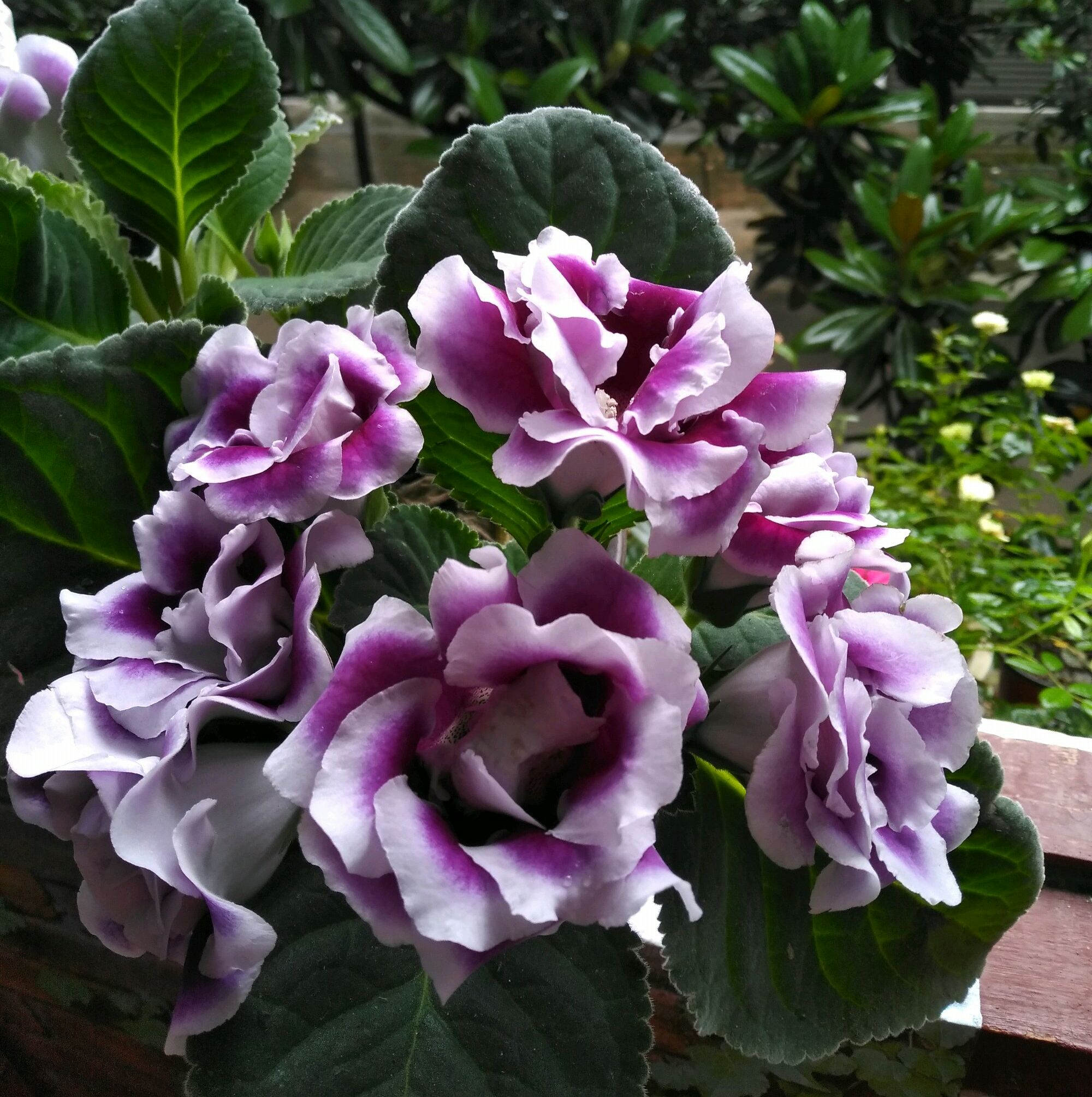 大岩桐修剪时间表,照着做,三季可开花,夏季也爆盆