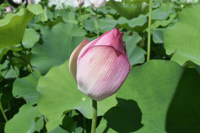 认真找找,或许你会找到幸运,那开在荷塘中为数不多的"白莲花"!