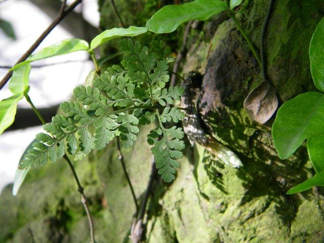 卷耳水苏毛茛通泉草蒲公英蛇莓鼠曲草剪刀股酸模葎草马兰石胡荽刺儿菜