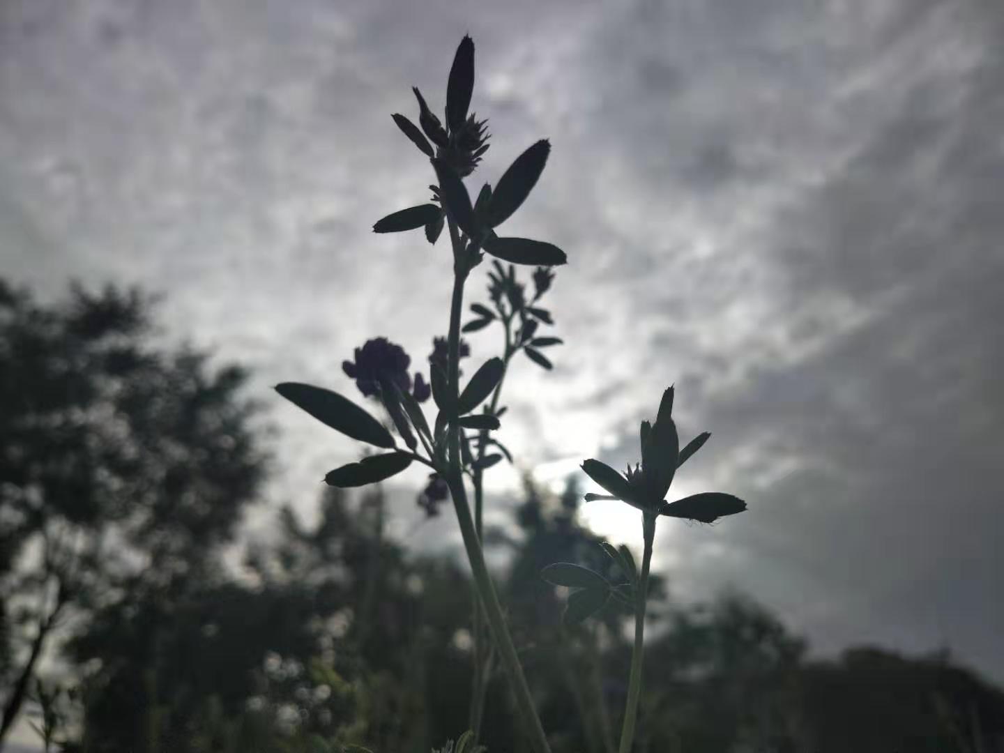 图配诗·《如果有一天我死了》 作者:高斌宇