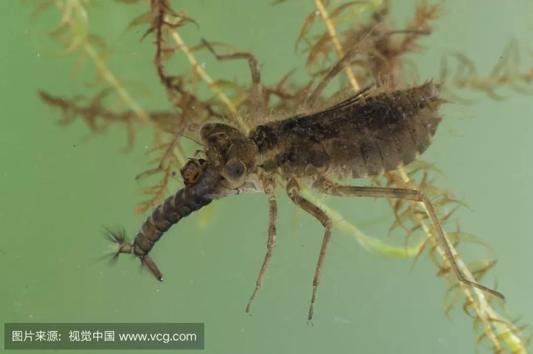 活动趣味精灵大揭秘