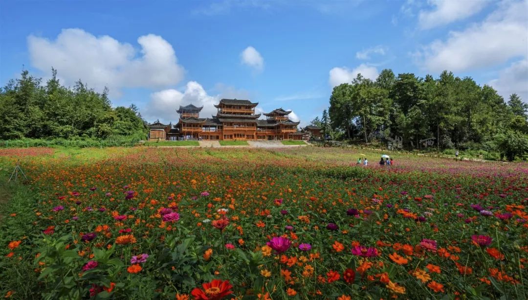 花垣这个花海盛开了必将成为网红之地
