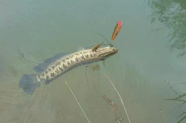 海鲜试吃|路亚钓的六种诱鱼技巧要领