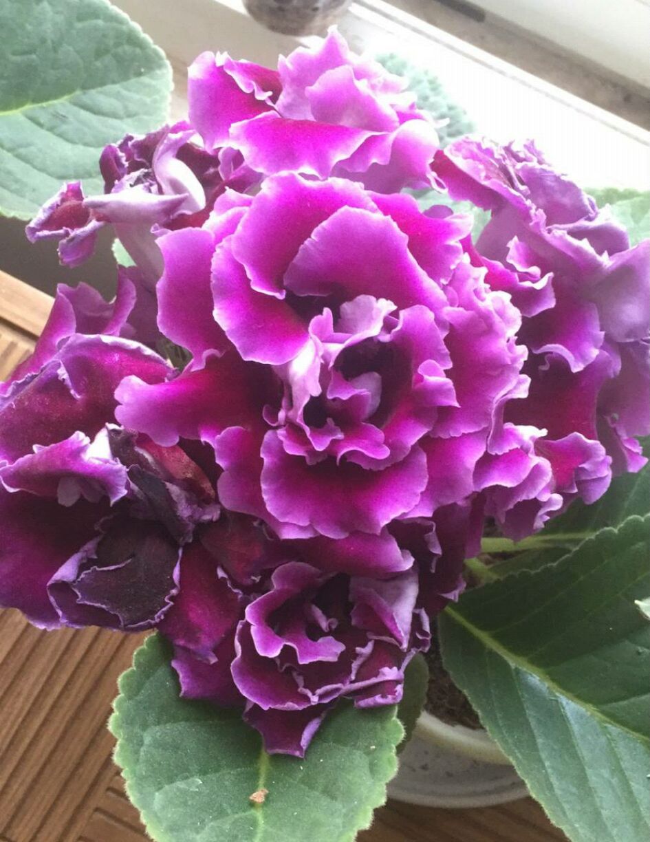 大岩桐修剪时间表,照着做,三季可开花,夏季也爆盆