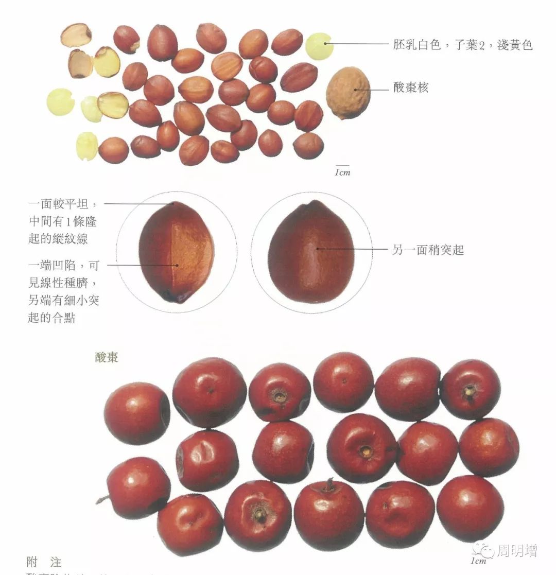 您身边被忽视的中药酸枣仁