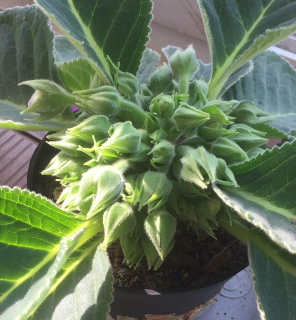 大岩桐修剪时间表,照着做,三季可开花,夏季也爆盆_养护