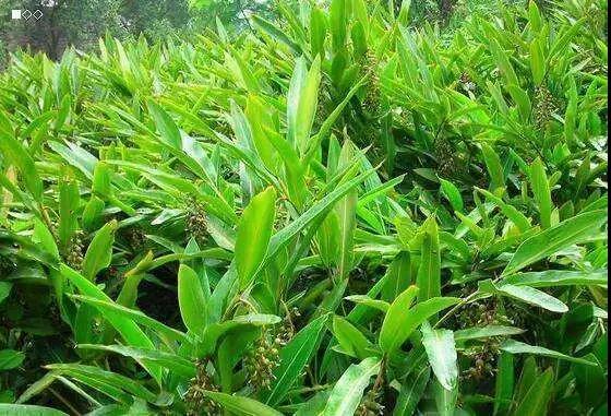 北方农村见不到,人称"土黄金",市场卖200元/斤,前景可观