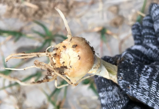 刺足根螨球根类作物种植不可小觑的地下害螨掌握方法巧防治