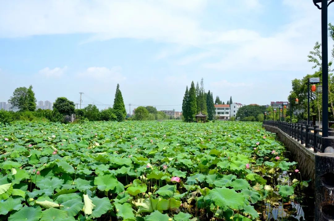 莲花坞壁纸图片