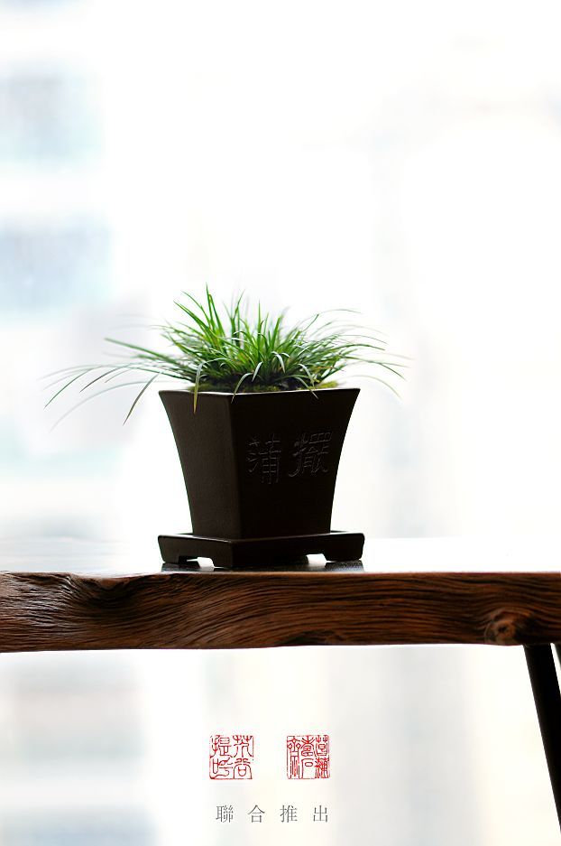 菖蒲寿石斋联合著名陶刻艺人陈华松推出限量版菖蒲盆