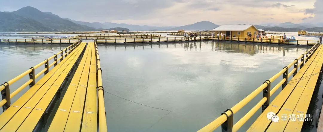 新型塑胶渔排可买资产保险宁德大黄鱼养殖户可以安心养鱼了