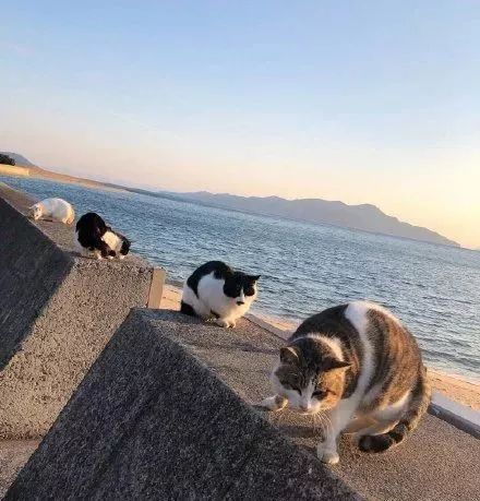 日本猫岛到底是世外桃园还是海上监狱