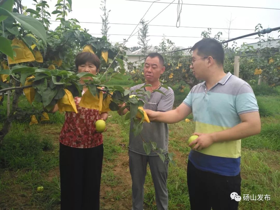 县农业农村局梨产业中心主任:田娟:县委县政府结合(抓住)乡村振兴和