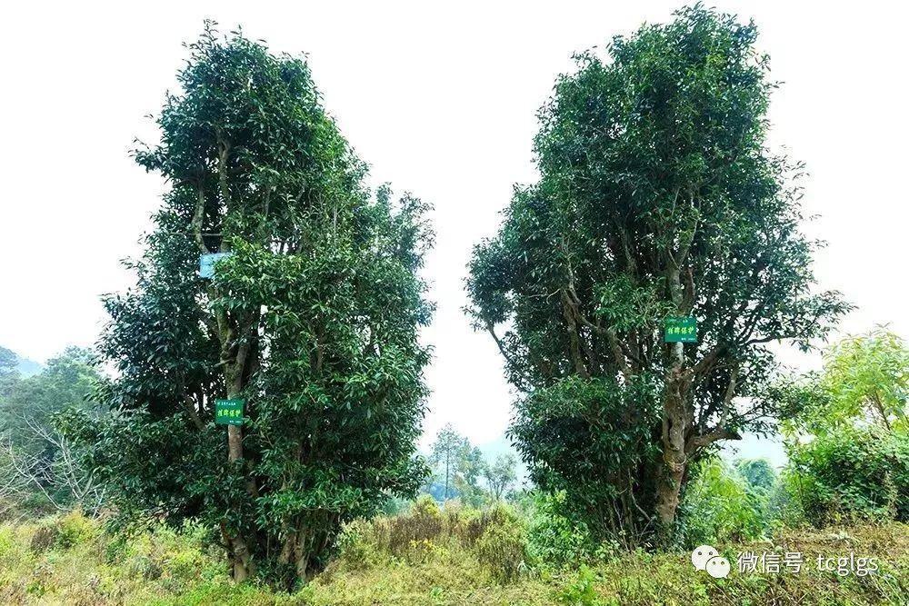 探寻高黎贡山秘境古茶树之源-搜狐大视野-搜狐新闻