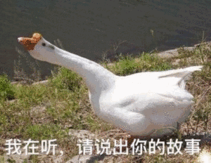 最近一群鹅上了热搜 有很多粉丝 表示关切 里面全是大白鹅 我和大鹅交