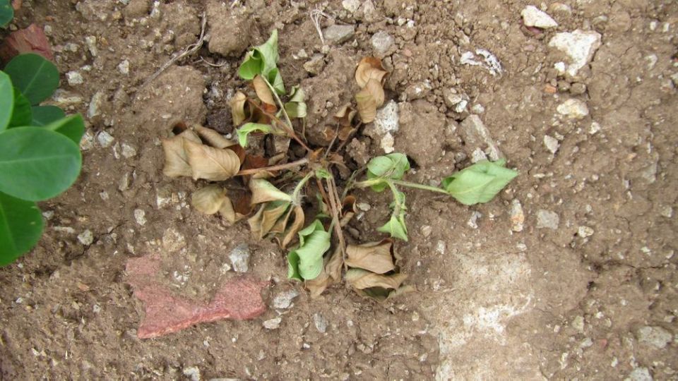 原创花生地下害虫怎么防治这些方法你一定要知道