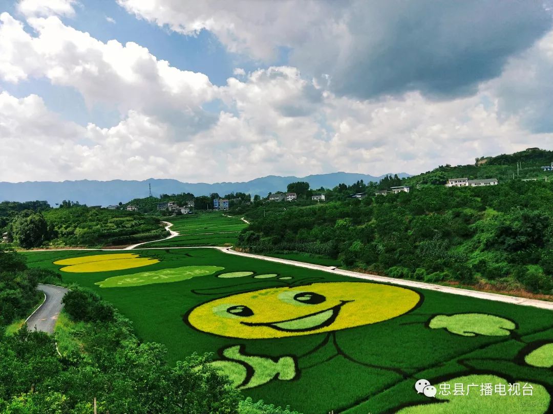 烟台电视台绿色田园图片