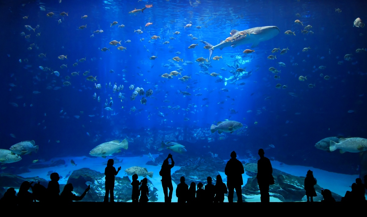 new england aquarium 新英格兰水族馆位于市中心北端太平洋大道的